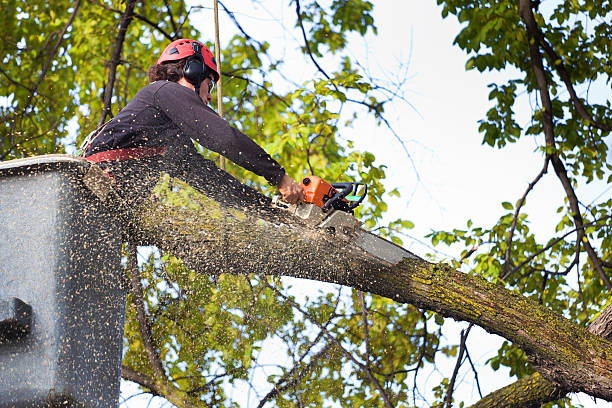 Tree Root Removal in Solon, IA